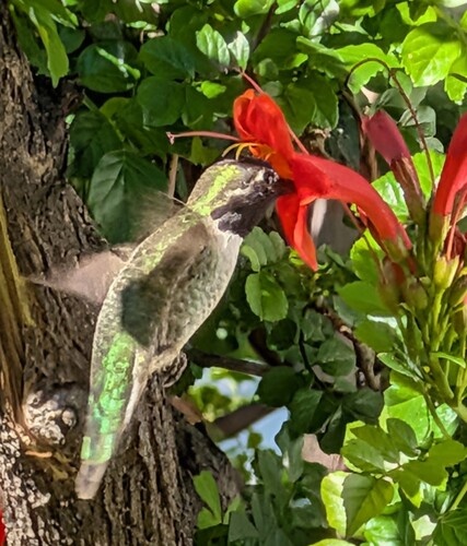 Black-chinned Hummingbird observed by komalt1