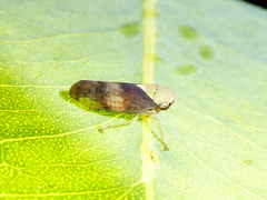 Brunotartessus fulvus