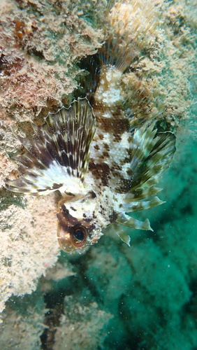 Dendrochirus barberi observed 2026-01-13