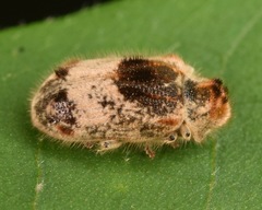 Trichodesma gibbosa