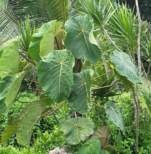 Macaranga mappa observed 2026-01-06