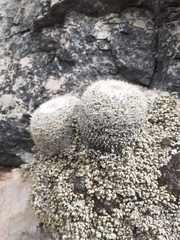 Mammillaria chionocephala