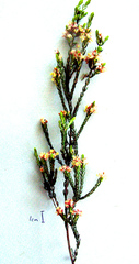 Passerina rigida