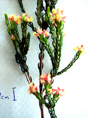 Passerina rigida