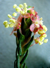 Passerina rigida