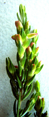 Passerina rigida