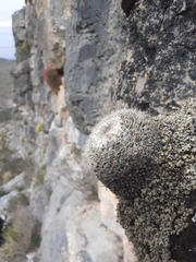 Mammillaria chionocephala