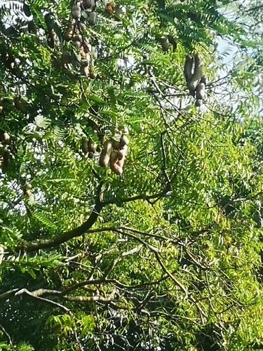 Tamarind