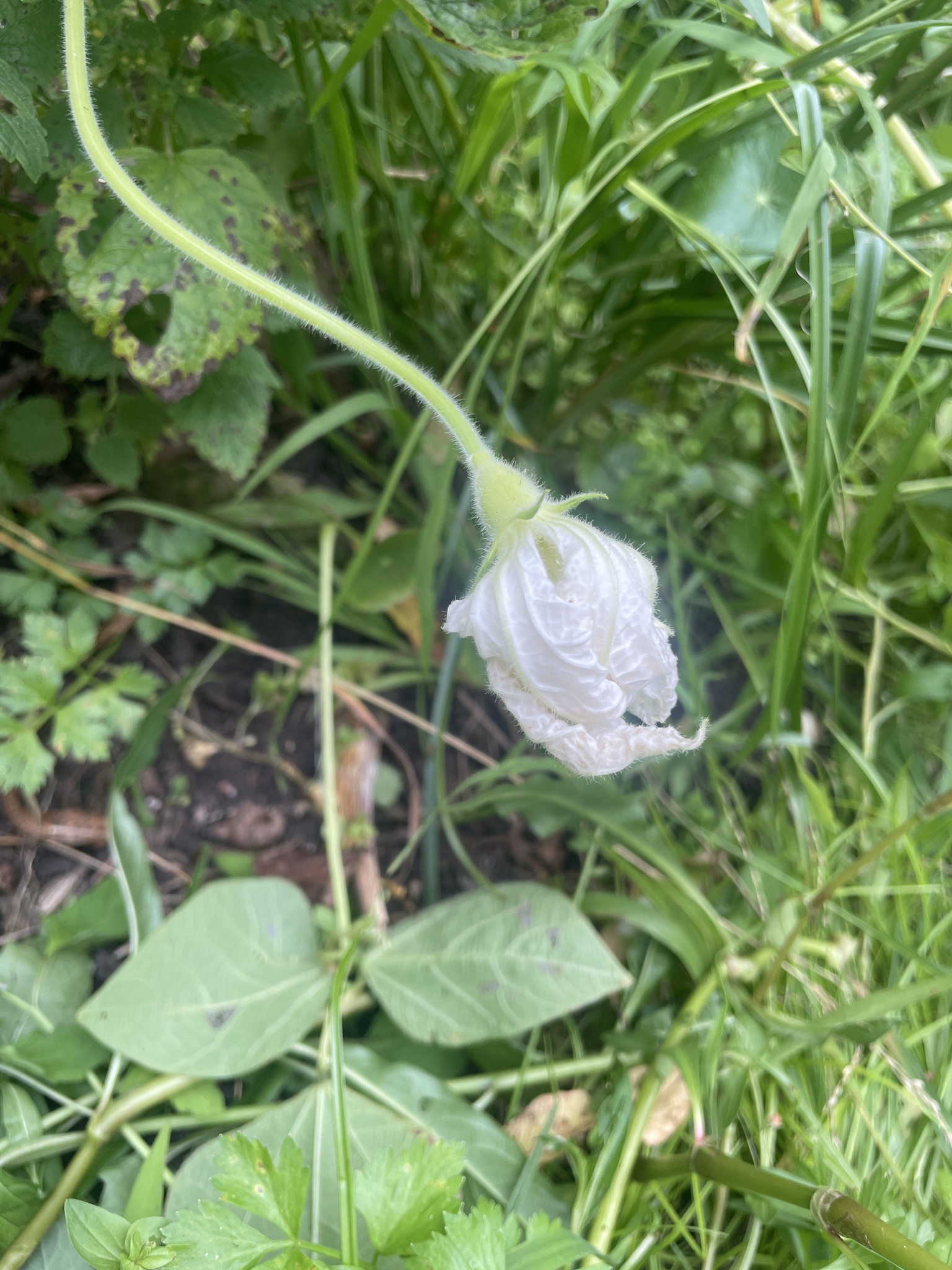 Photo by noodlenoo via iNaturalist (Copyright noodlenoo)