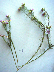 Polygala ericifolia