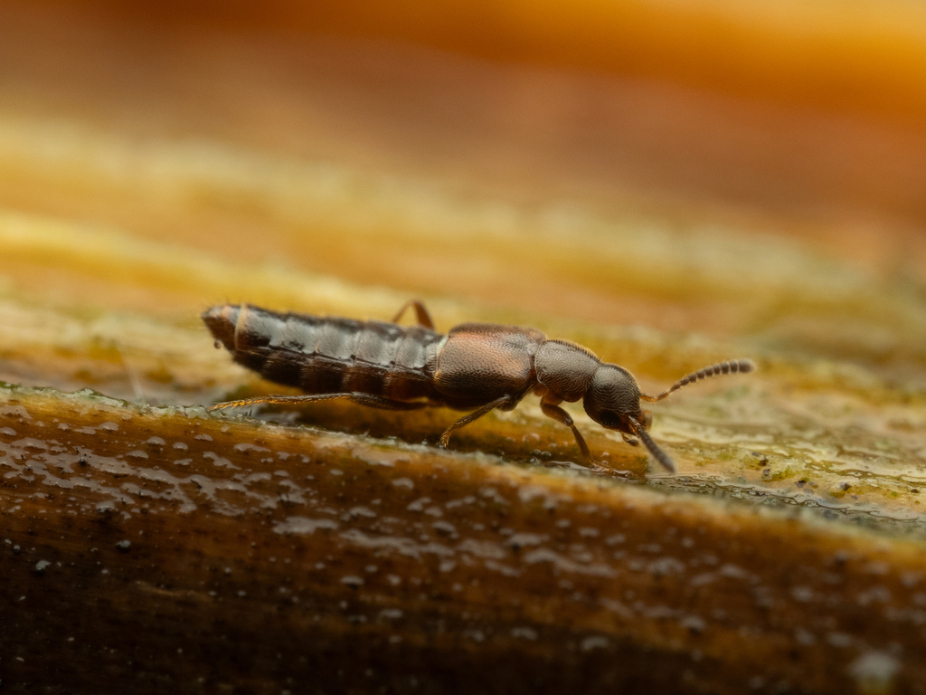 Stictalia brevicornis