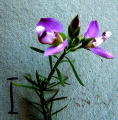 Polygala ericifolia