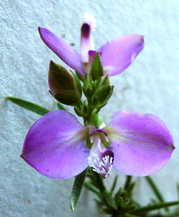 Polygala ericifolia