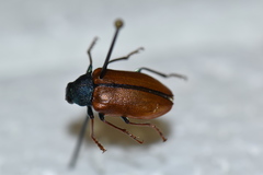 Schizopus laetus