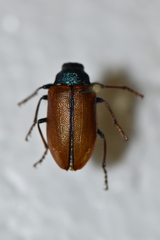 Schizopus laetus