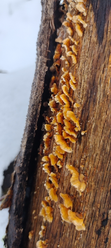 Stereum complicatum · January 2026 · photo: © swords (iNaturalist, cc0)