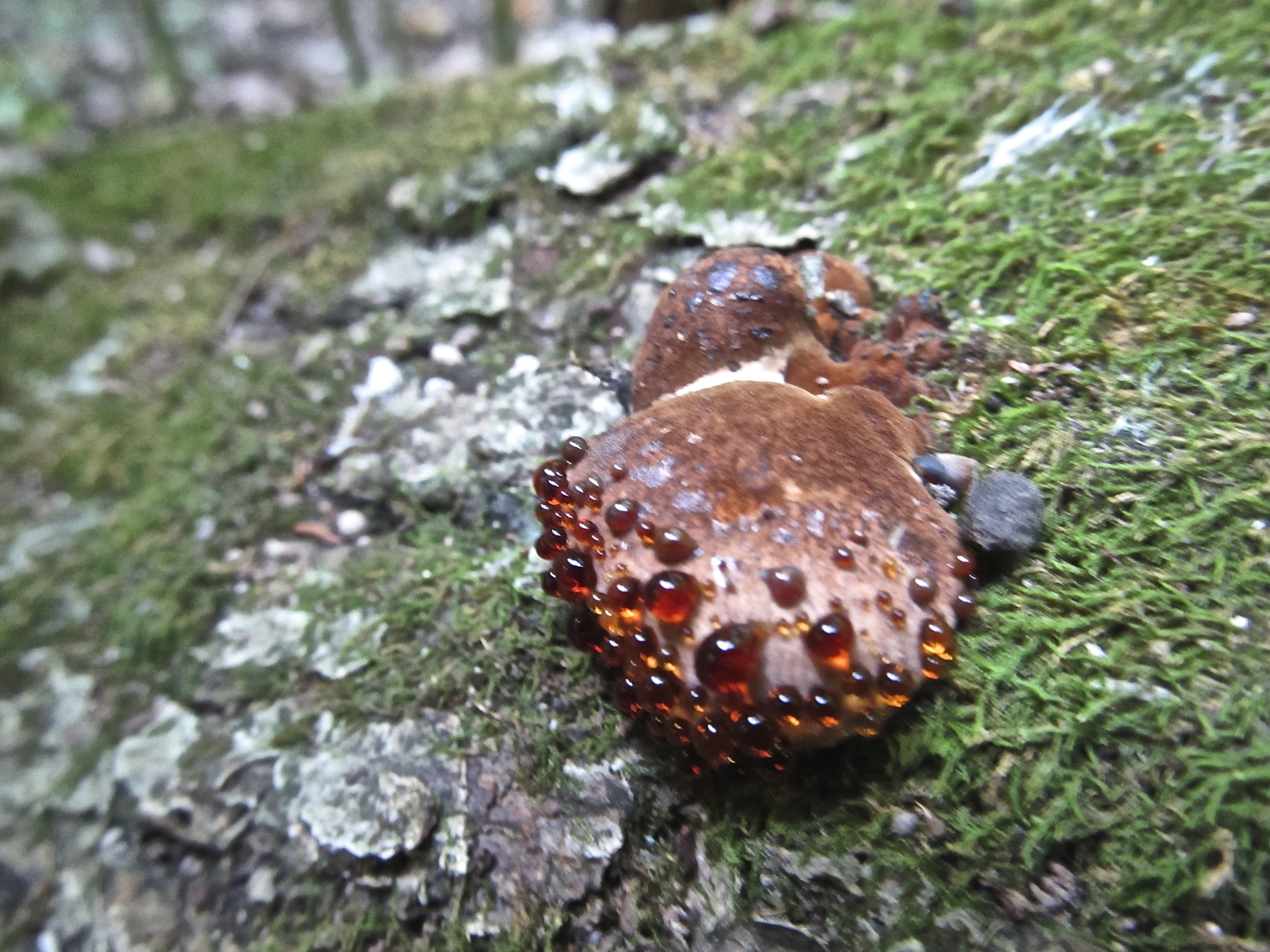 Ischnoderma resinosum image