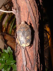 Gymnetis cupriventris kerremansi