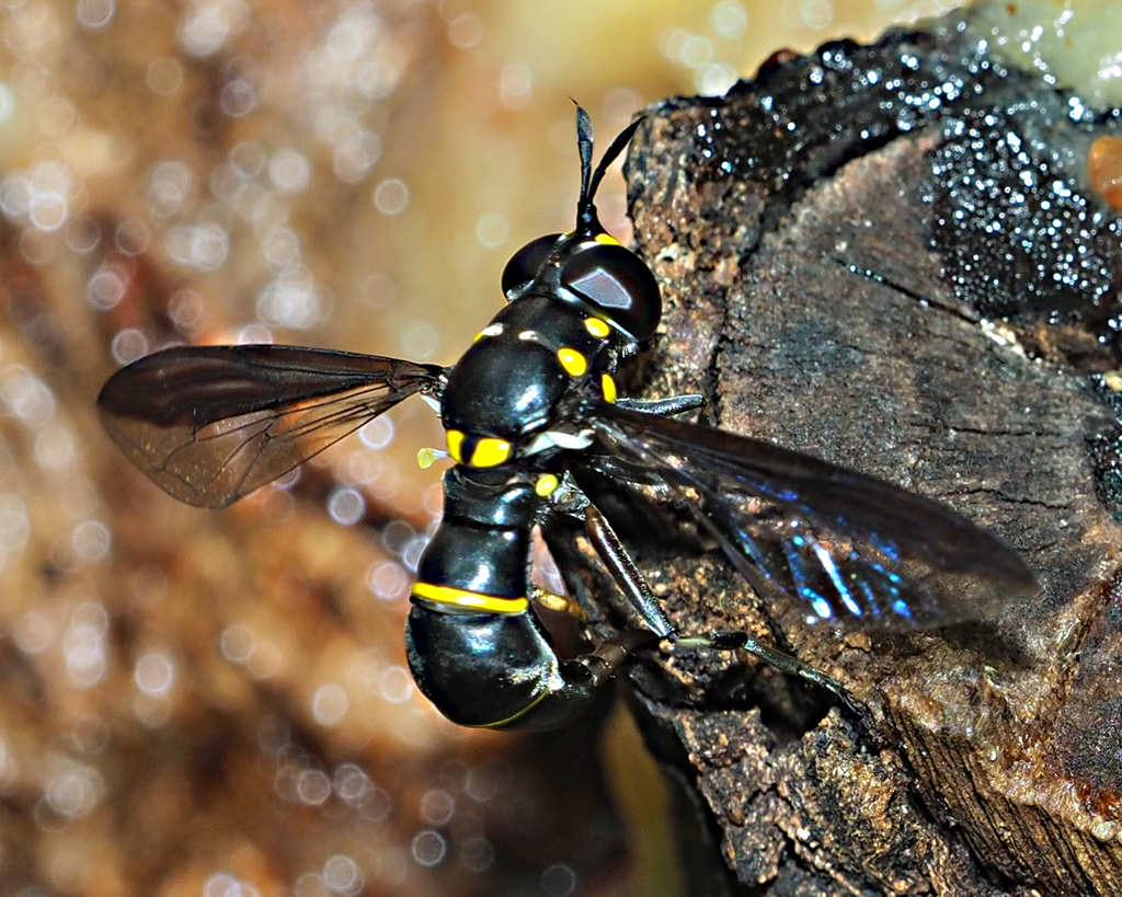 Ceriana antipoda