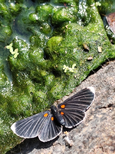 White-tipped Metalmark