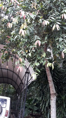Cinnamomum verum