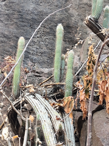 Pilosocereus purpusii
