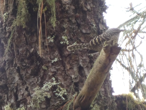 Grey-barred Wren (Campylorhynchus megalopterus), photo 2