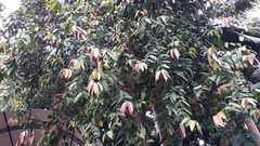Cinnamomum verum