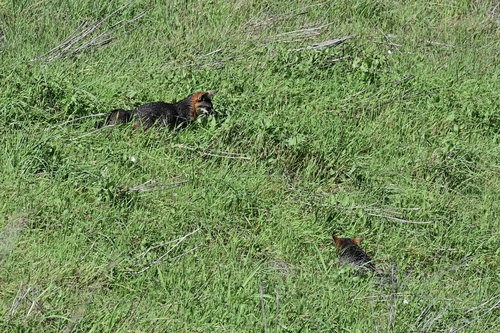 Santa Cruz Island Fox observed by rockpaperstar11