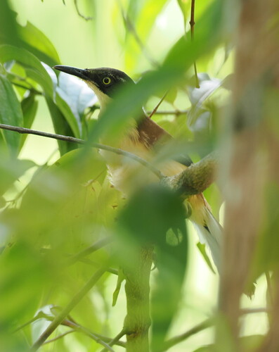 Black-capped Donacobius (Donacobius atricapilla), photo 4