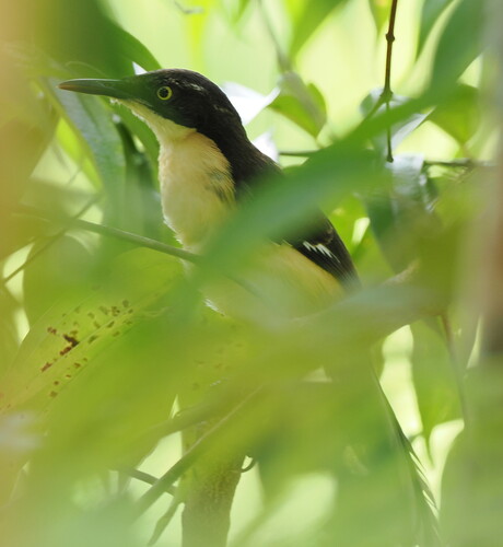 Black-capped Donacobius (Donacobius atricapilla), photo 5