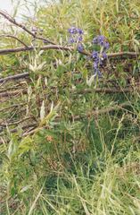 Delphinium cheilanthum
