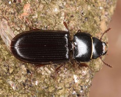 Tenebroides americanus