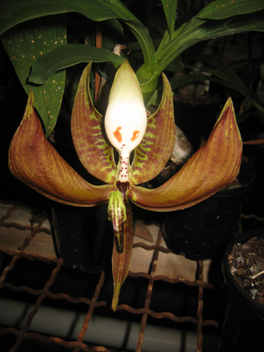 Loddiges' Swan Orchid