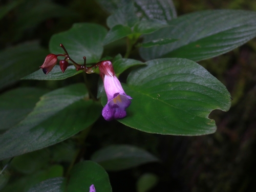 Henckelia communis observed 2025-11-22