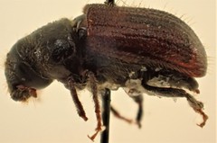 Dendroctonus rufipennis