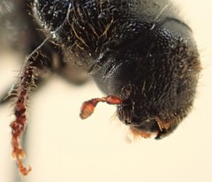 Dendroctonus rufipennis