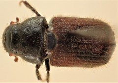 Dendroctonus rufipennis