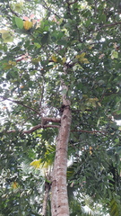 Cinnamomum verum