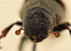 Dendroctonus rufipennis
