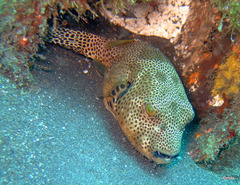 Arothron stellatus