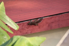 Funambulus tristriatus