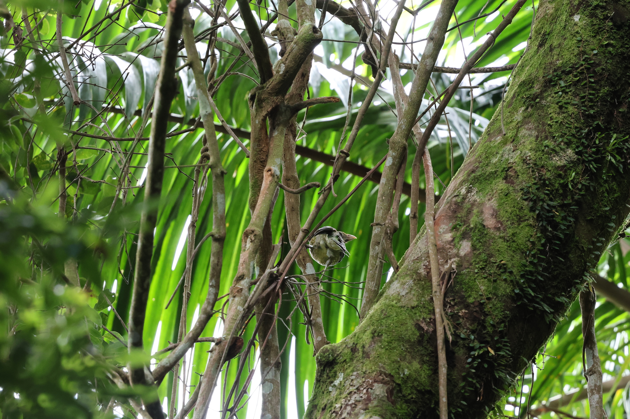 Green Catbird (Ailuroedus crassirostris), photo 3