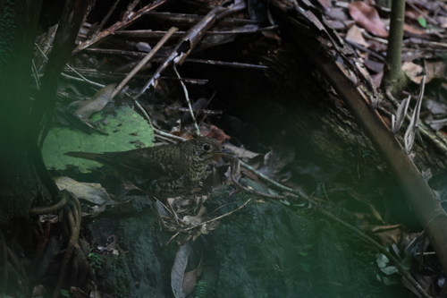 Russet-tailed Thrush (Zoothera heinei), photo 2