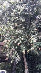 Cinnamomum verum