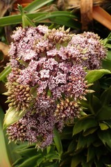 Anisotome latifolia
