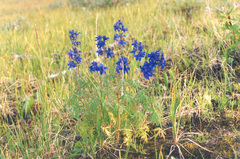Delphinium cheilanthum
