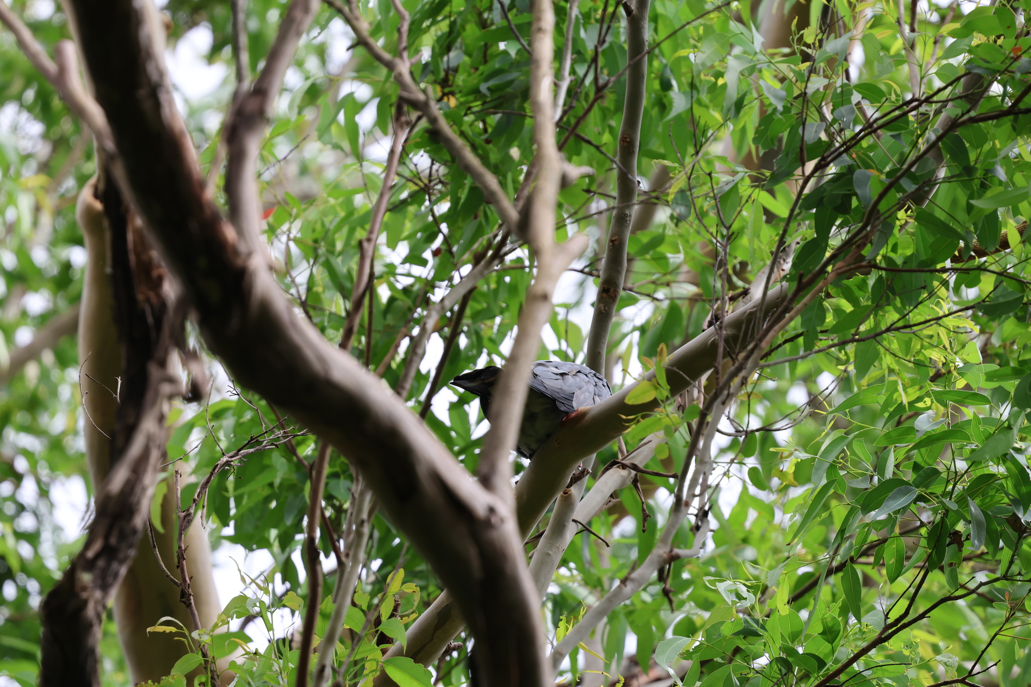 Topknot Pigeon (Lopholaimus antarcticus), photo 3