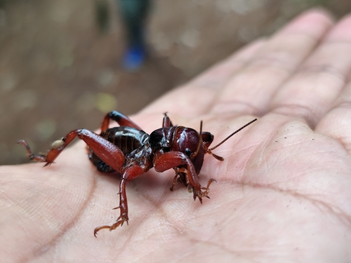 Mexican Jerusalem Cricket