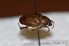 Pseudocotalpa giulianii